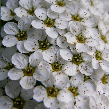 blanches / white - бесплатный image #279685